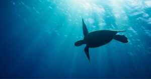Sea turtle swimming underwater with sunlight filtering through the ocean above.