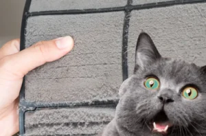 Finger pointing at a surprised gray cat against a tiled background.